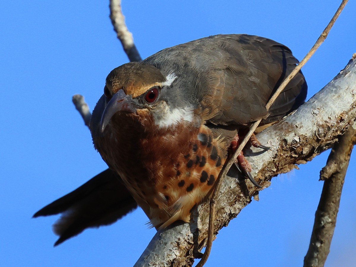 krumnebbmesitt - ML644913060