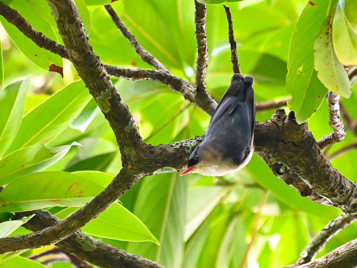 Velvet-fronted Nuthatch - ML644913063