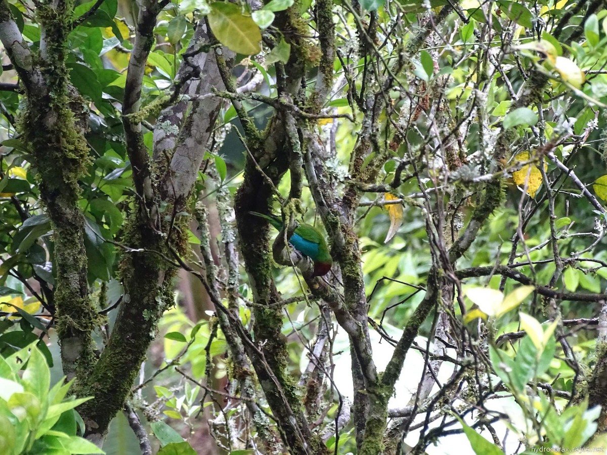 Рыжеголовая танагра - ML644913077