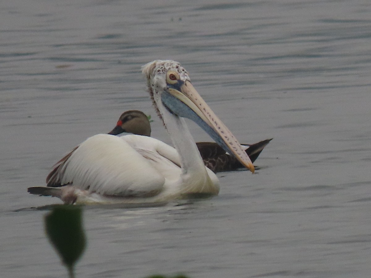 Pelícano Oriental - ML644913079