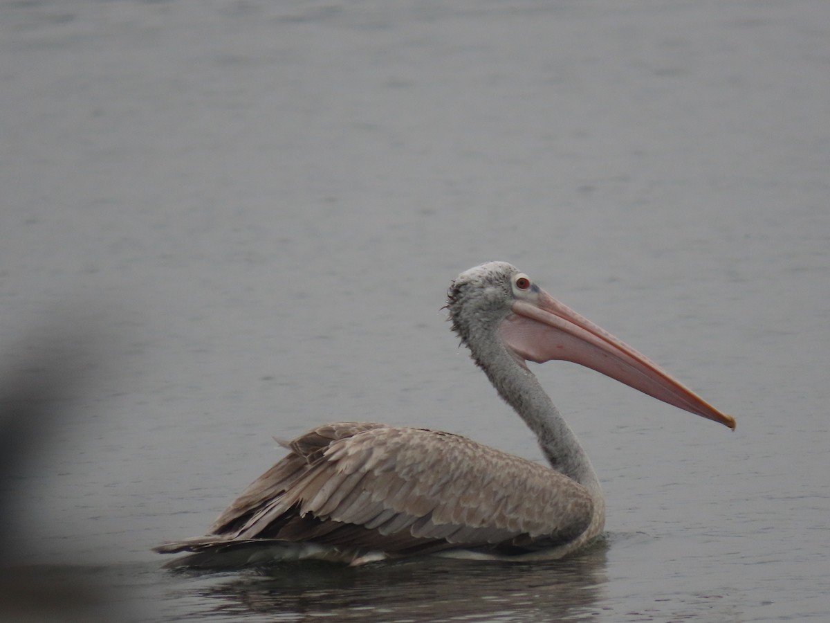 Pelícano Oriental - ML644913080