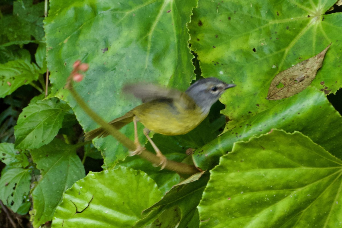 Коронник колумбійський - ML644913081