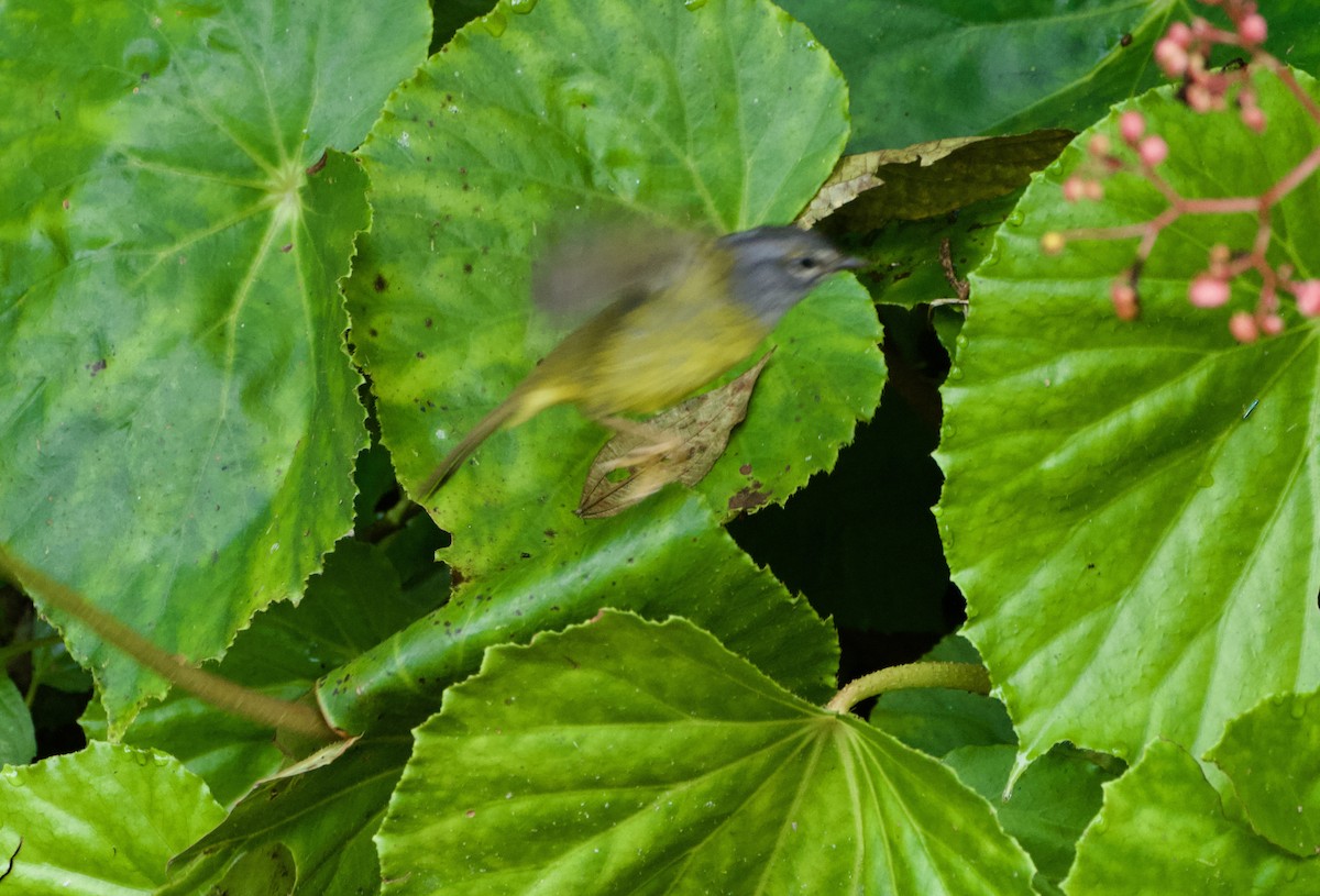 Коронник колумбійський - ML644913082