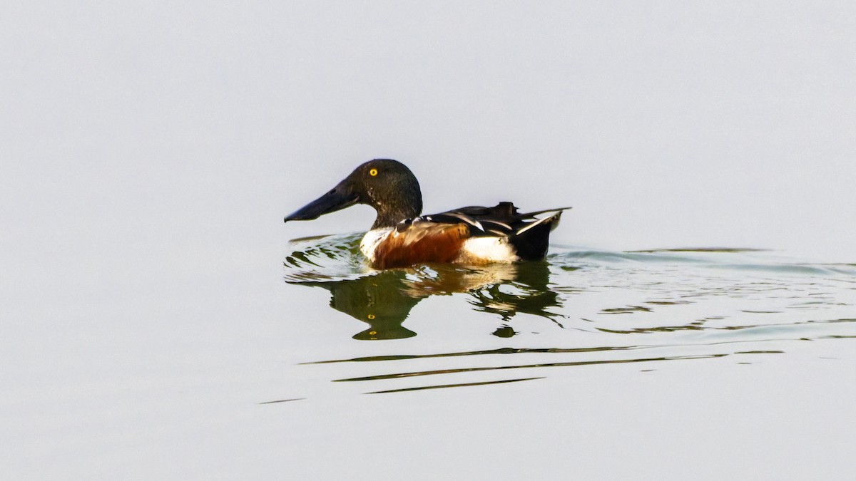 Northern Shoveler - ML644913084