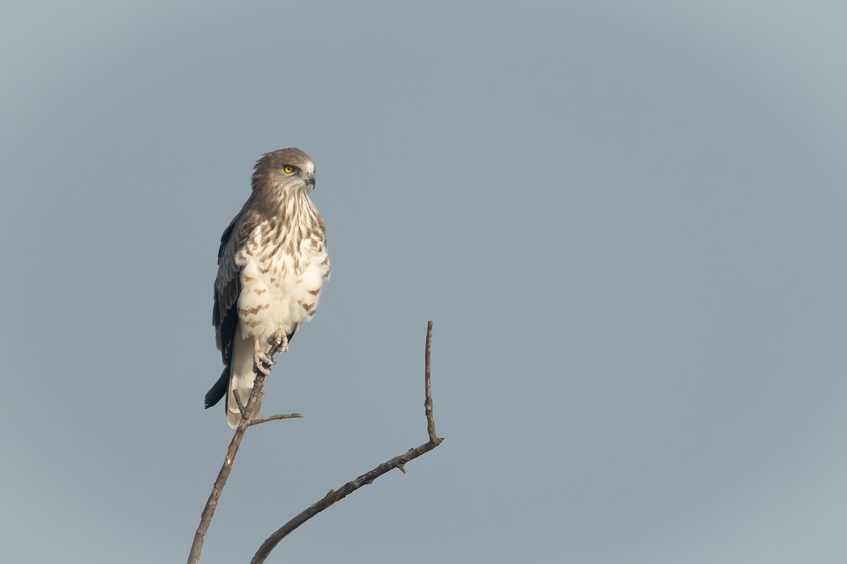 Short-toed Snake-Eagle - ML644913113