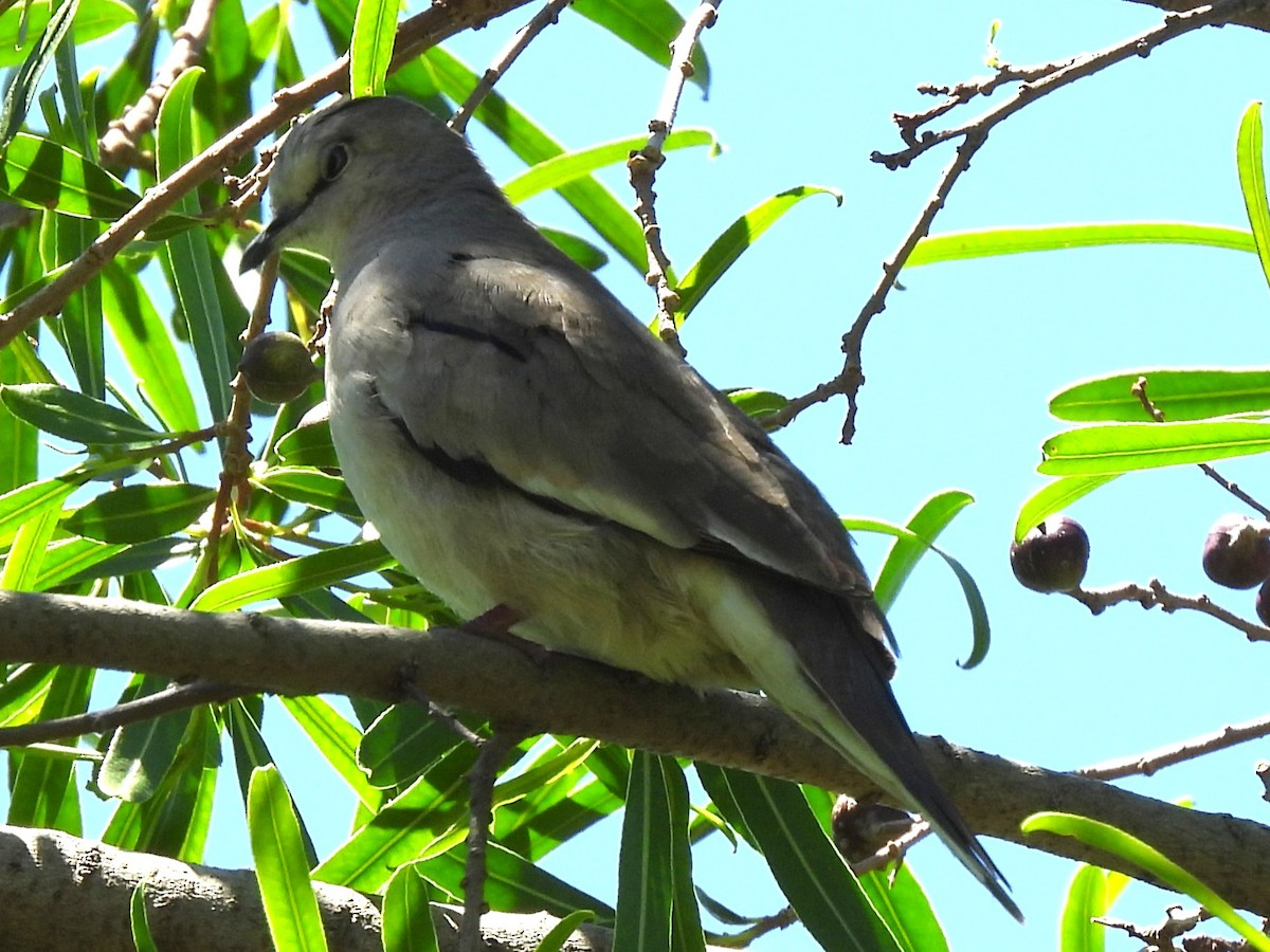 holoubek pikui - ML644913118