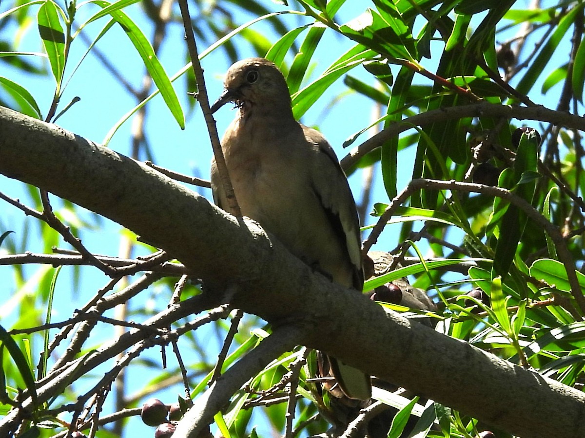 holoubek pikui - ML644913119