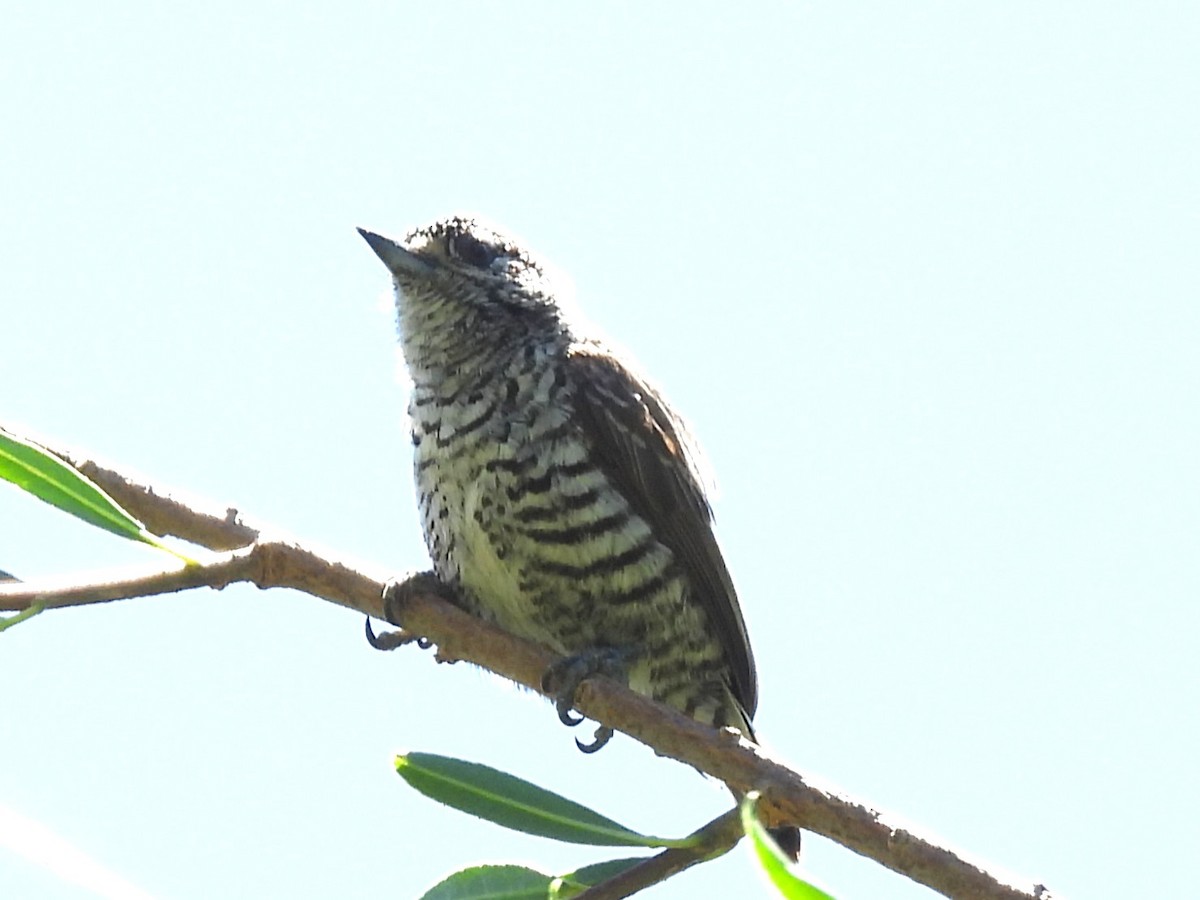 Carpinterito Variable - ML644913139