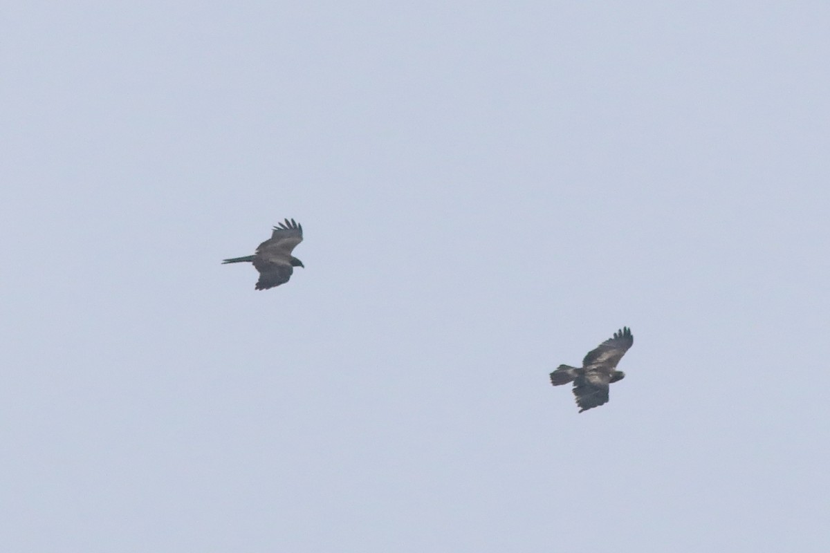 Booted Eagle - ML644913161