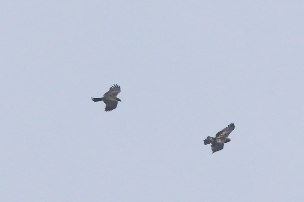 Booted Eagle - ML644913162