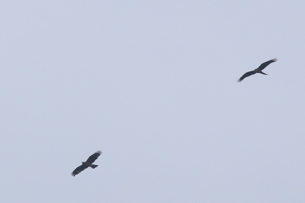 Booted Eagle - ML644913163