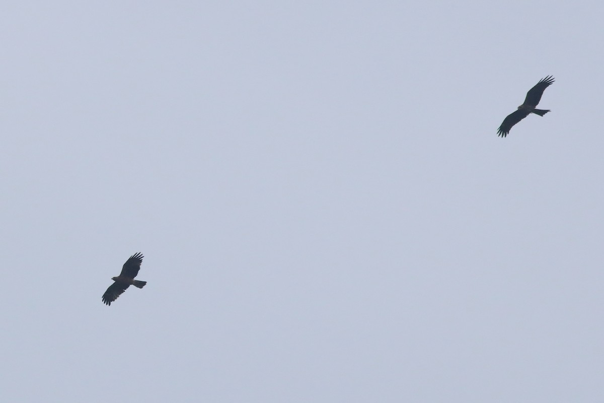 Booted Eagle - ML644913168