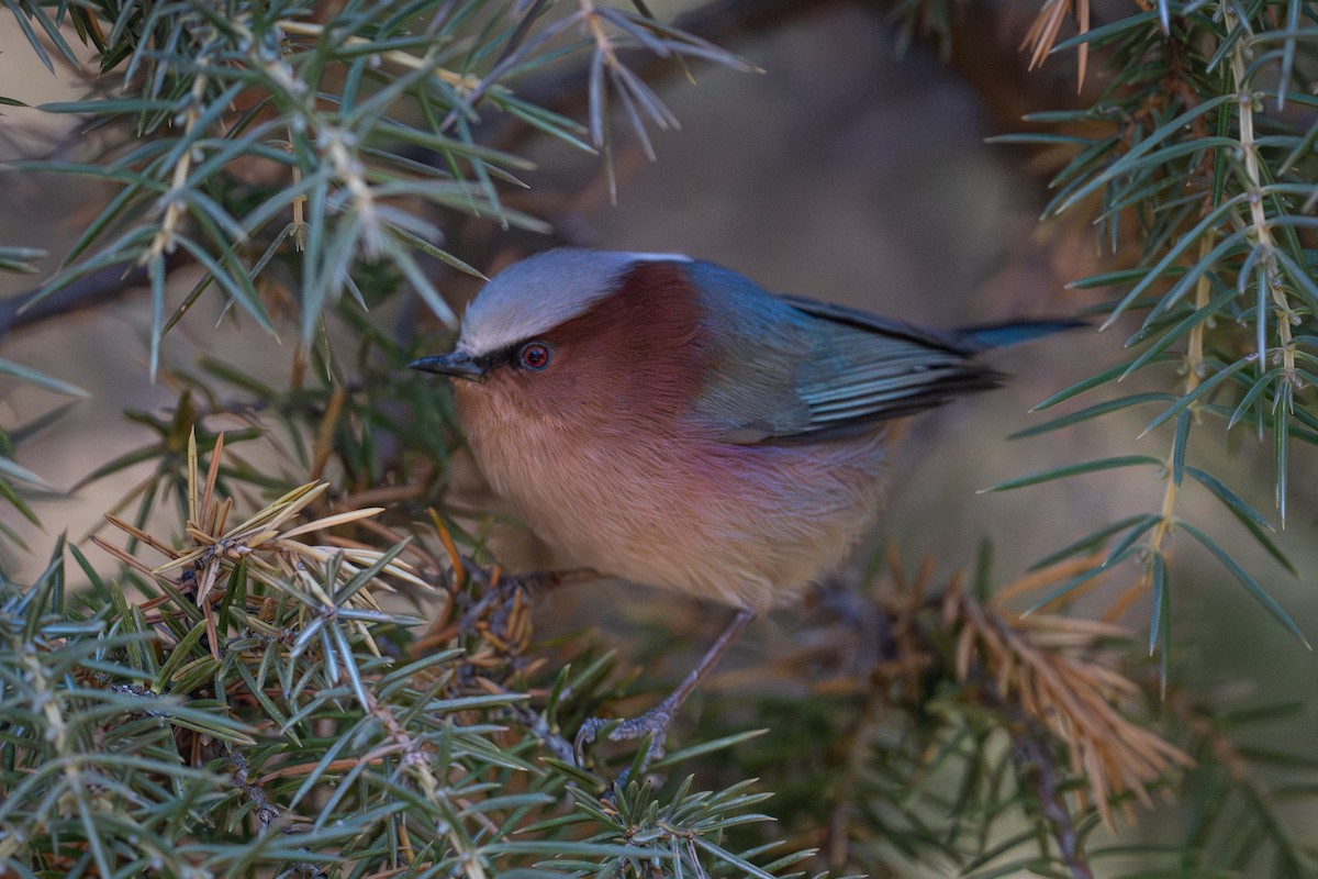 pěnčík chocholatý - ML644913169