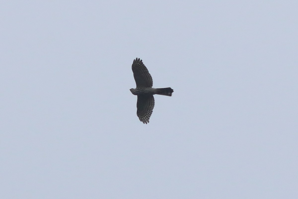 Shikra - ML644913173