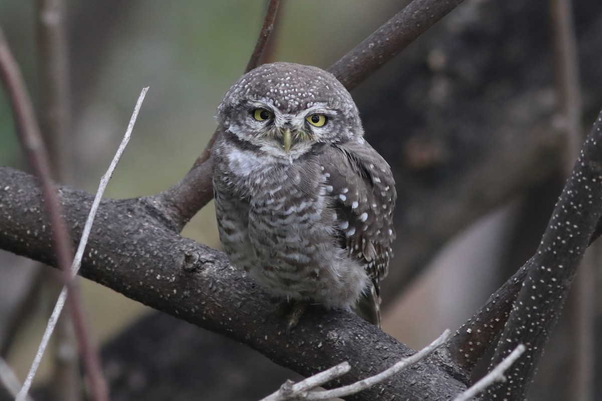 Spotted Owlet - ML644913179