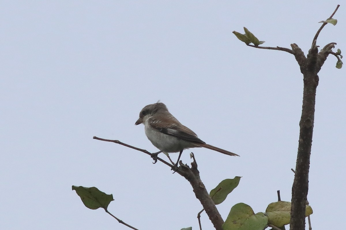Bay-backed Shrike - ML644913189