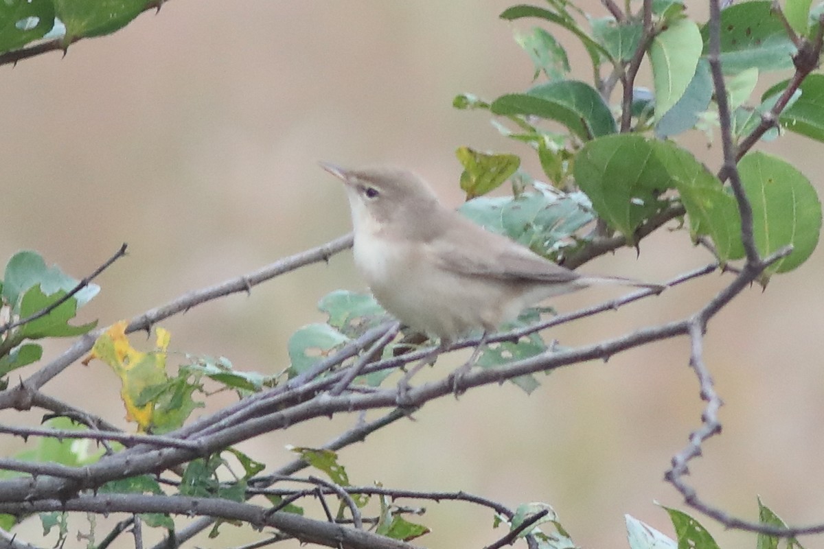 Sykes's Warbler - ML644913193