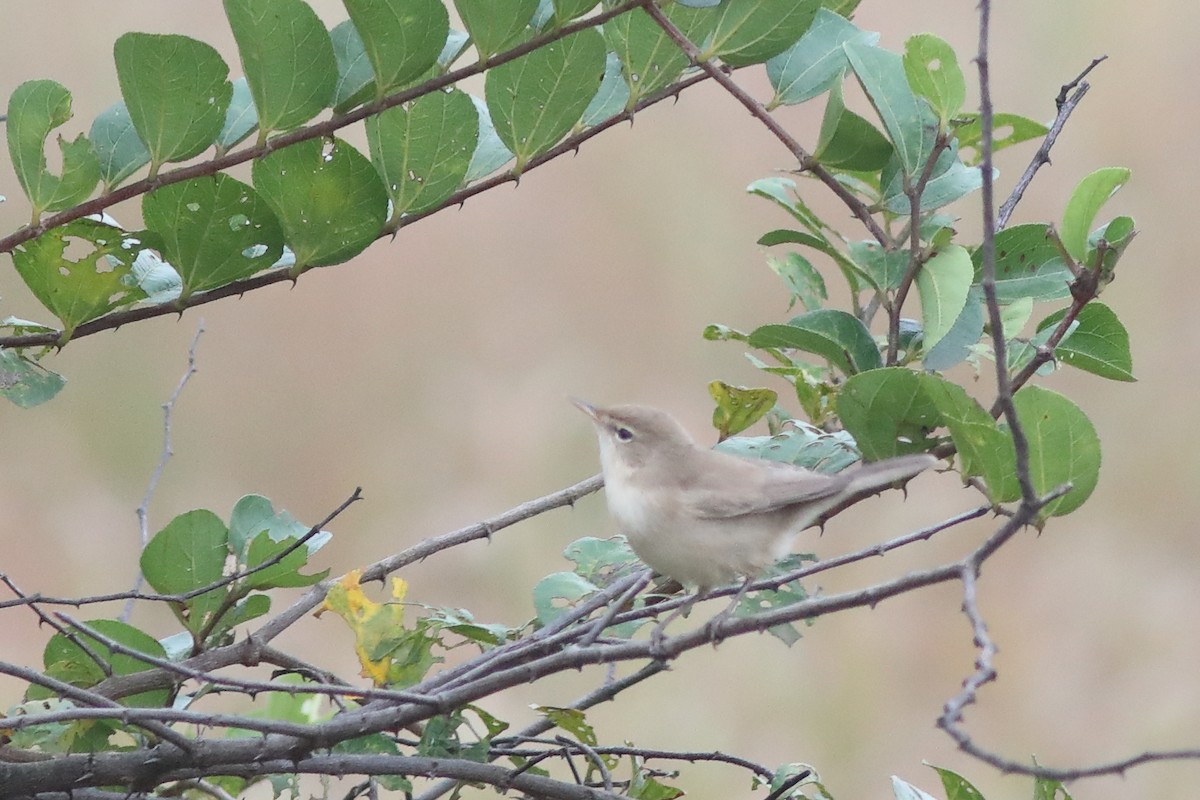 Sykes's Warbler - ML644913194