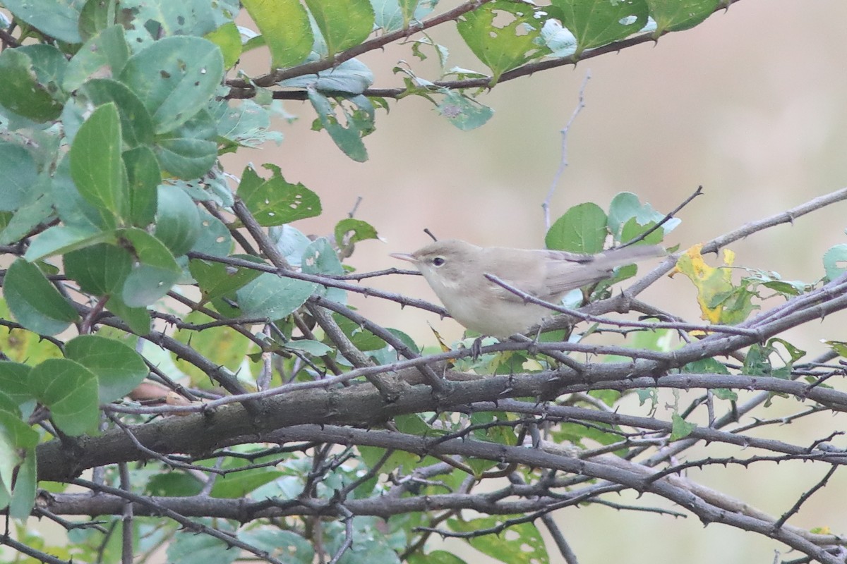 Sykes's Warbler - ML644913195