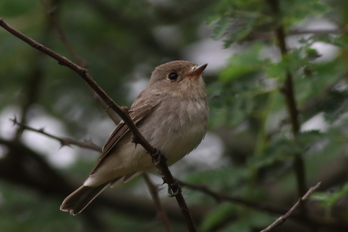 Asian Brown Flycatcher - ML644913197