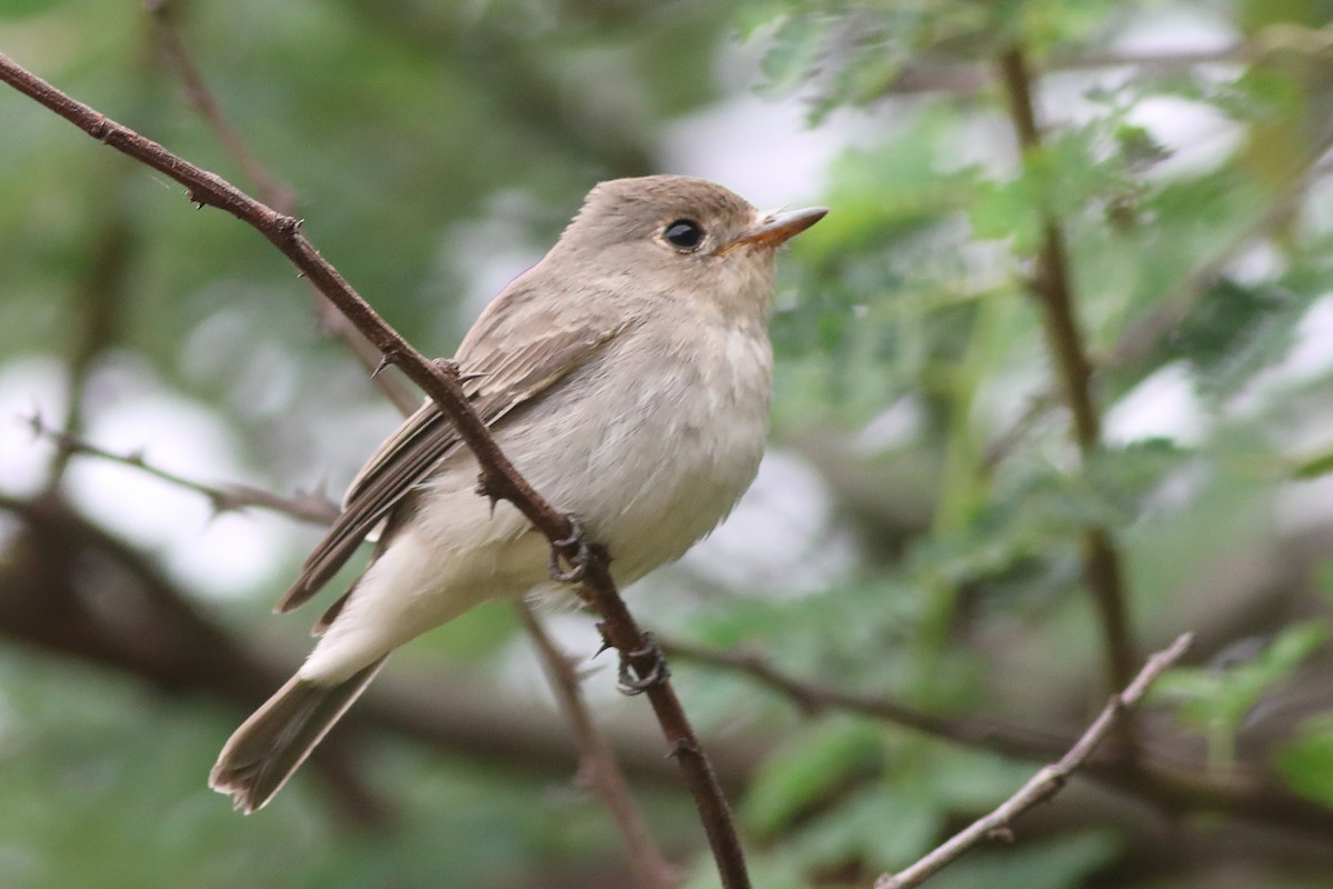 Asian Brown Flycatcher - ML644913198