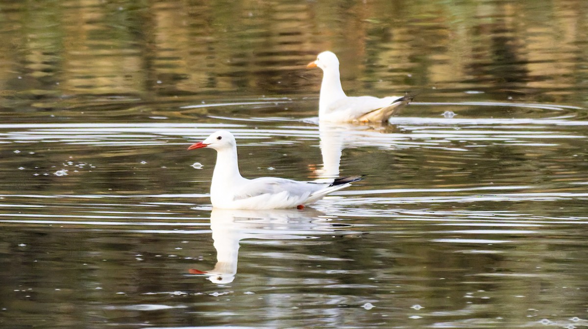 Slender-billed Gull - ML644913208