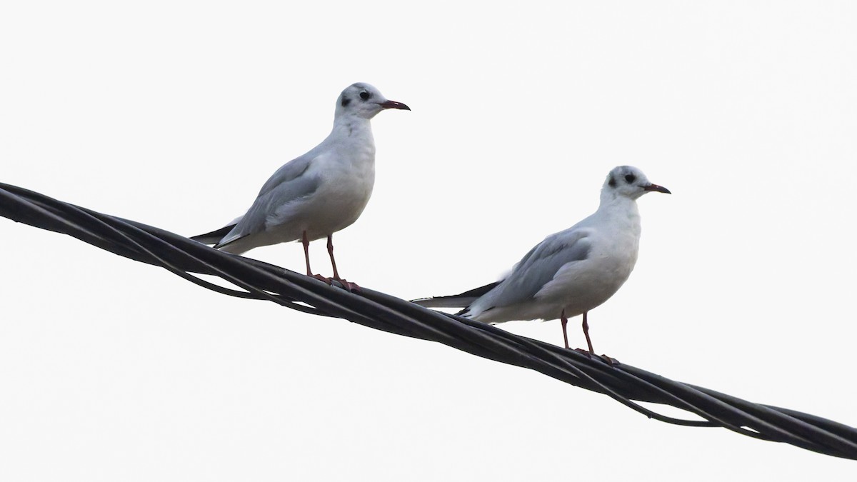 Black-headed Gull - ML644913211
