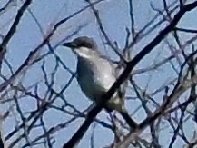 Gray Kingbird - ML644913241