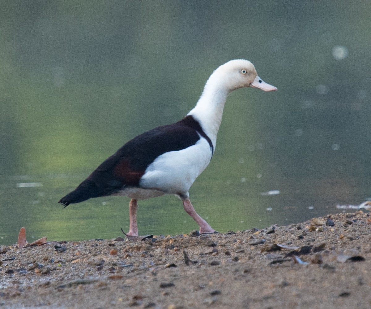 シロガシラツクシガモ - ML644913247