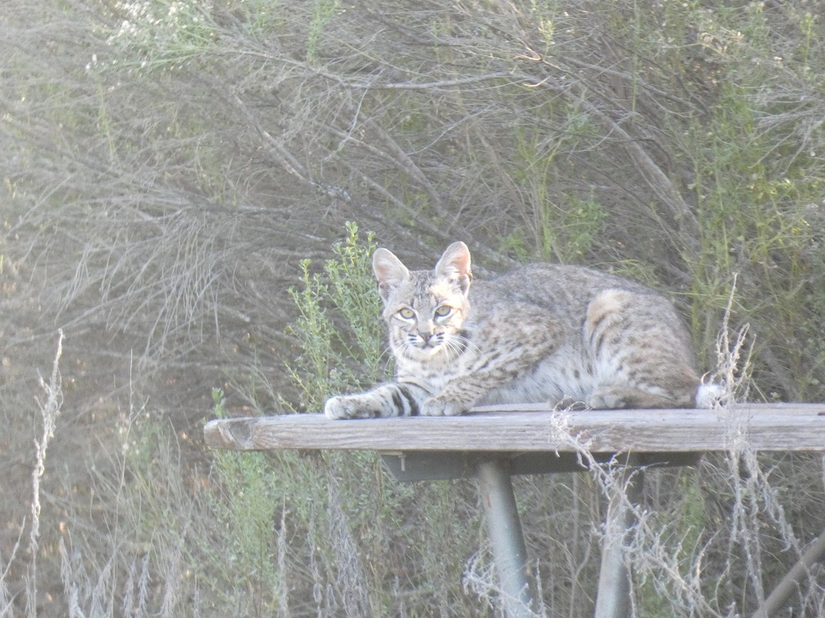 Bobcat - ML644913256