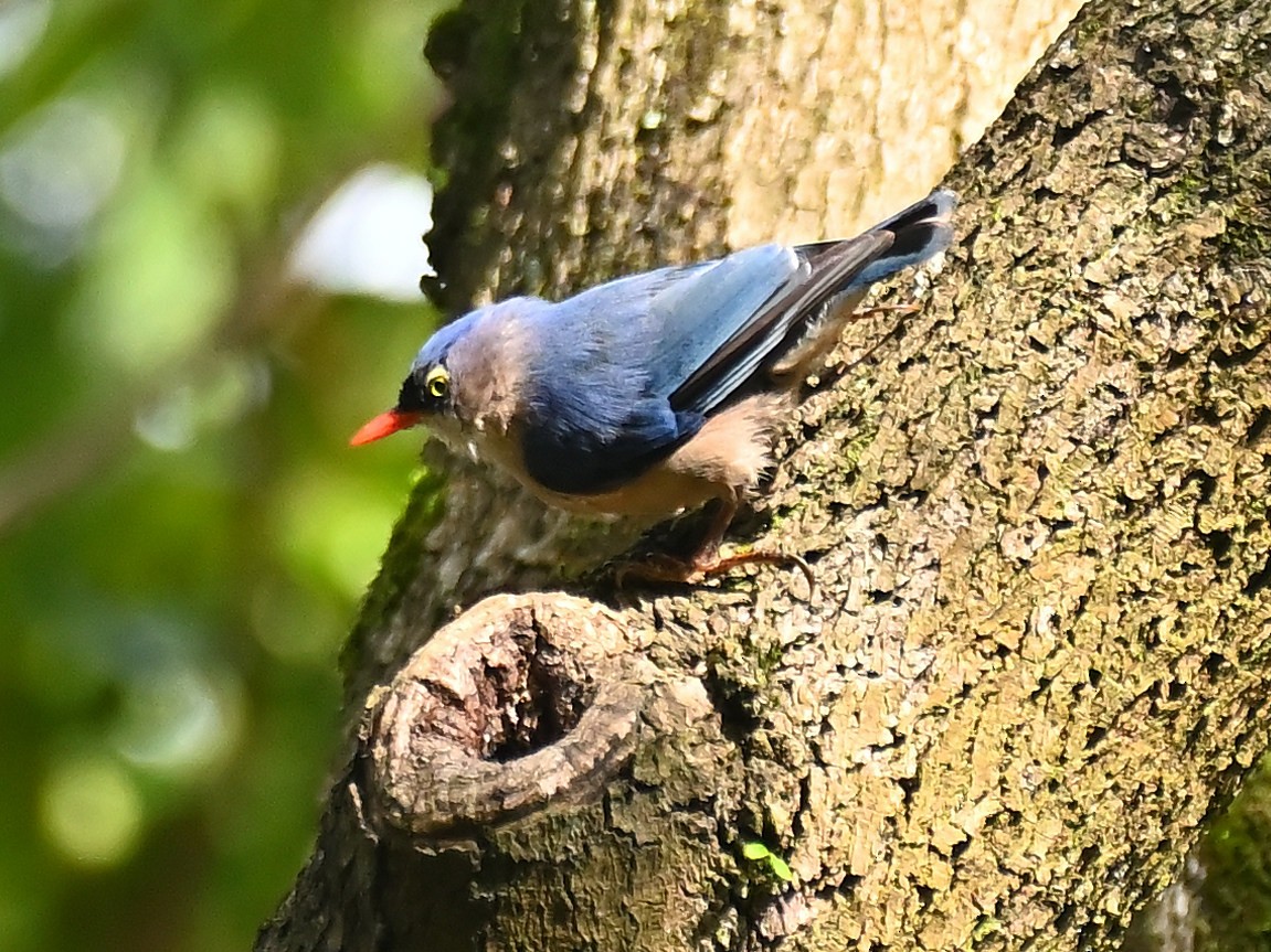 Velvet-fronted Nuthatch - ML644913257