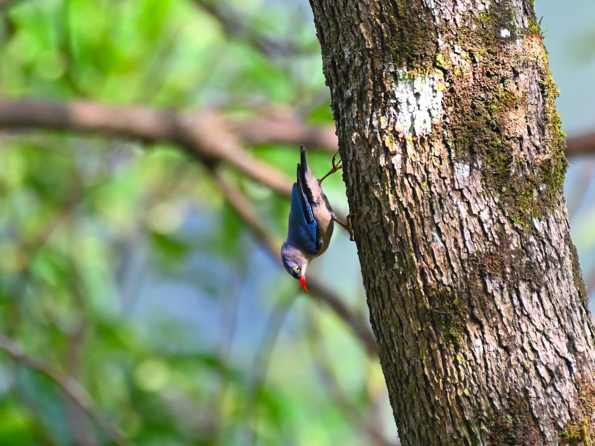 Velvet-fronted Nuthatch - ML644913263