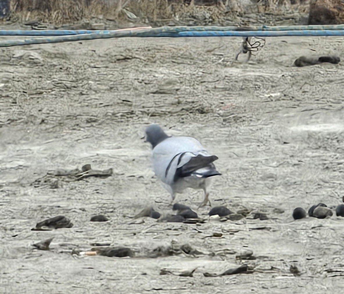 Hill Pigeon - ML644913269