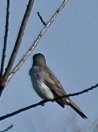 Gray Kingbird - ML644913287