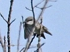 Gray Kingbird - ML644913331