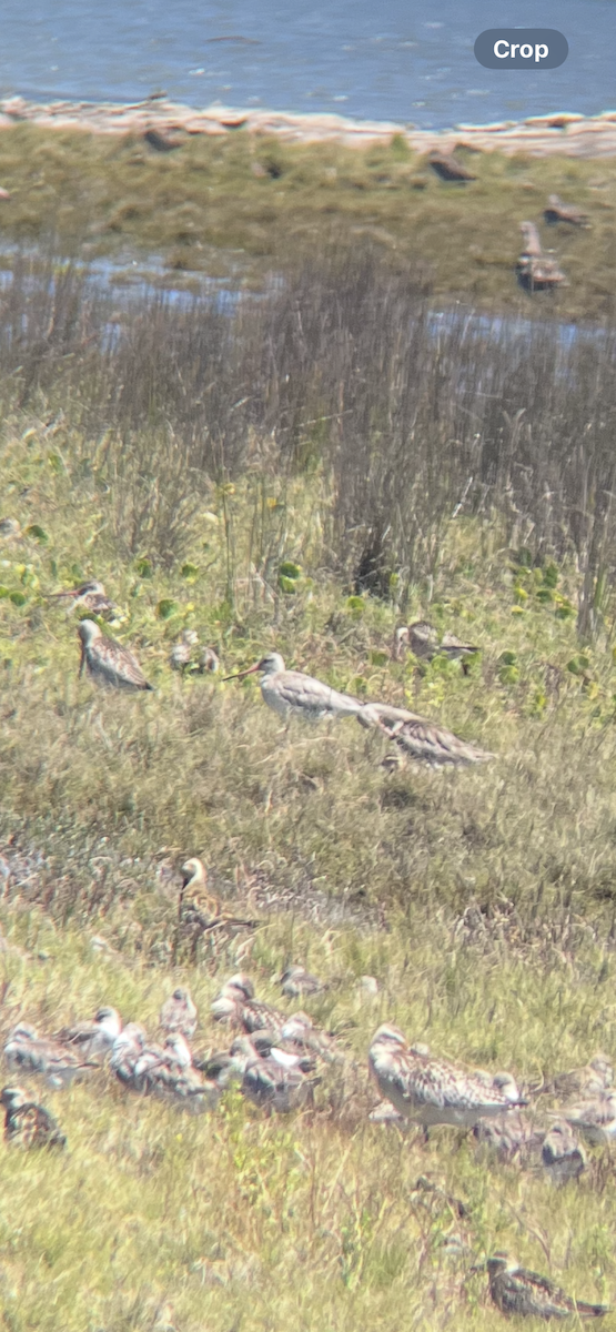 Black-tailed Godwit - ML644913340