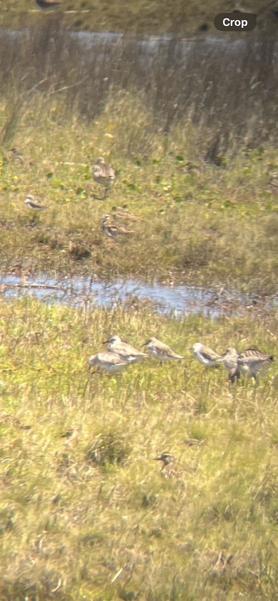 jespák rezavý - ML644913342