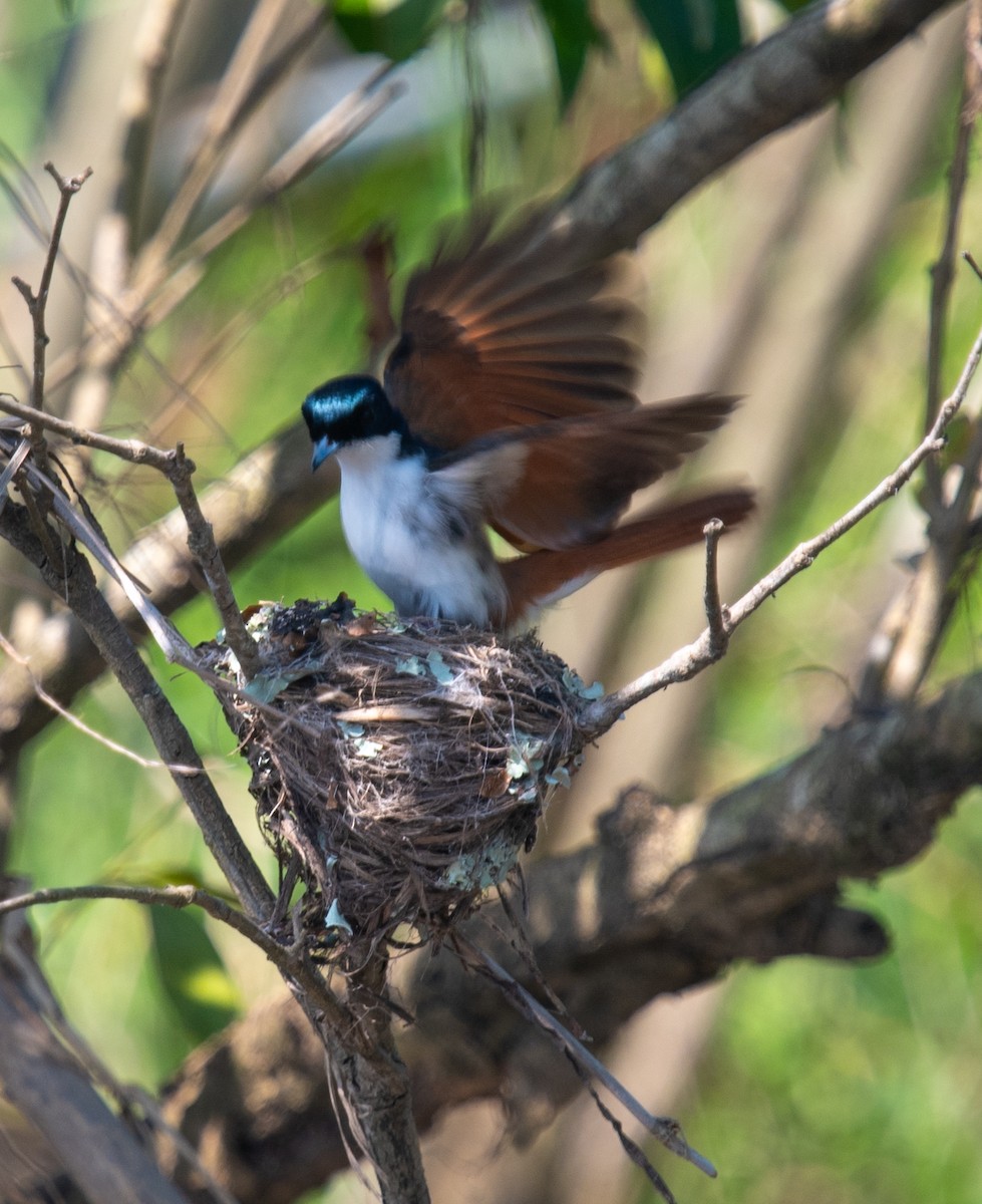 Блестящая миагра - ML644913353
