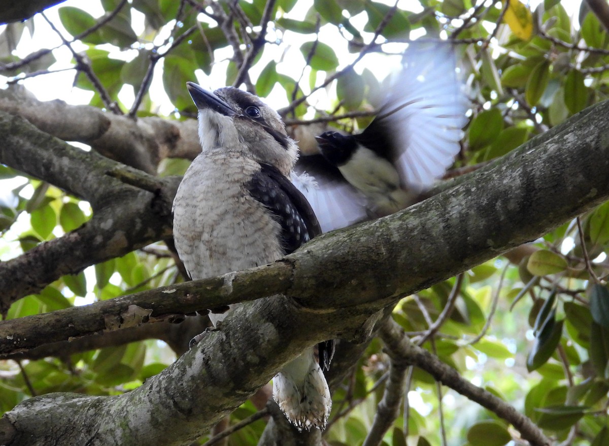 Laughing Kookaburra - ML644913363
