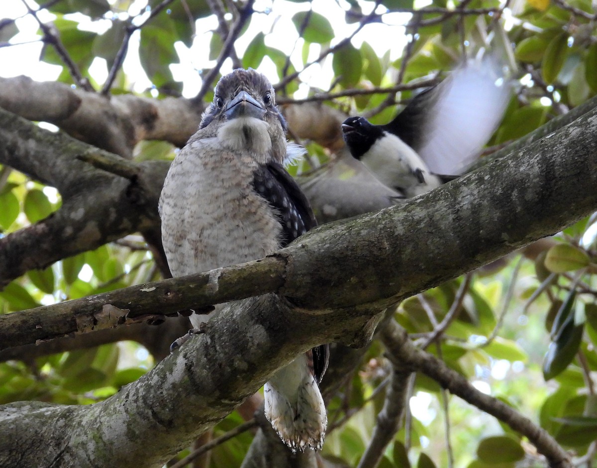 Laughing Kookaburra - ML644913367