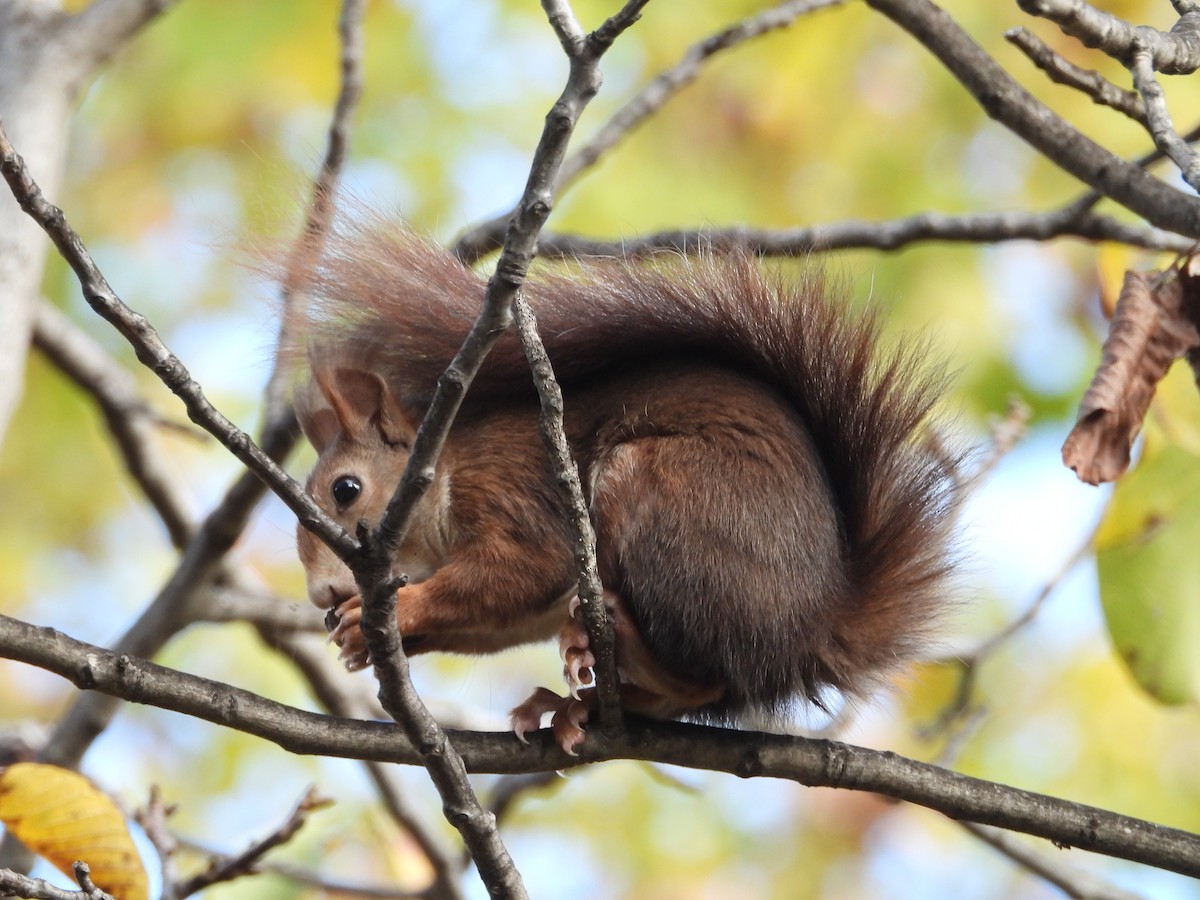 Animals - ML644913383