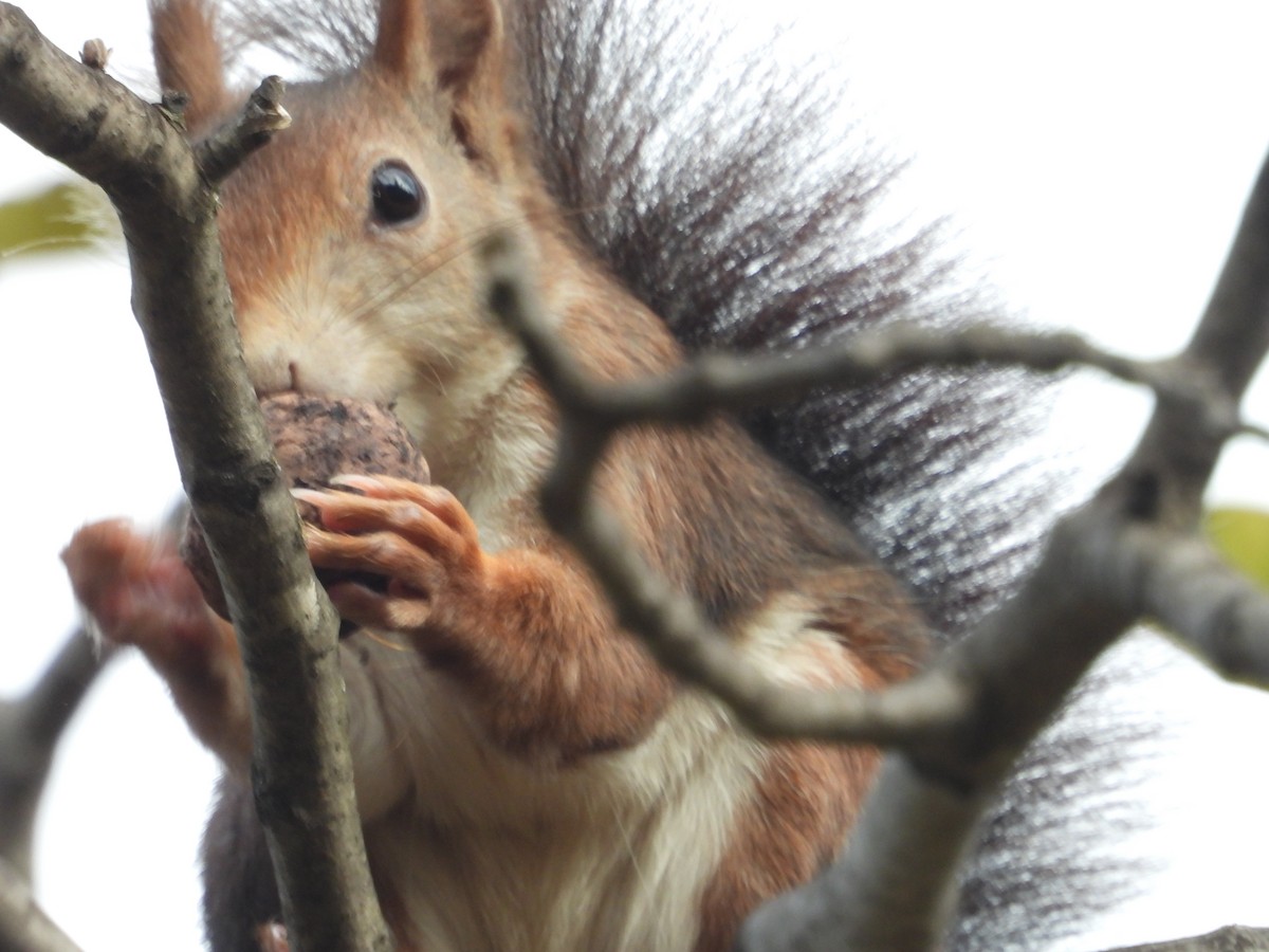 Animals - ML644913384