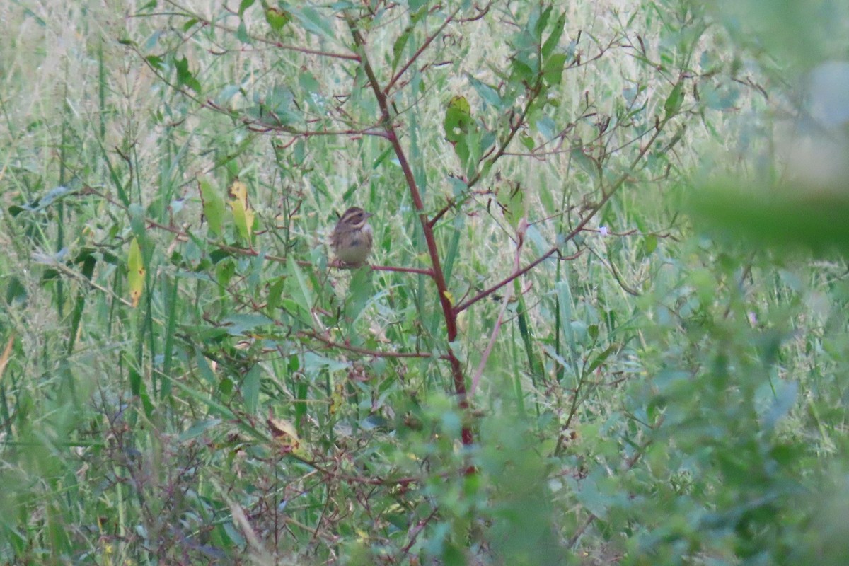Rustic Bunting - ML644913387