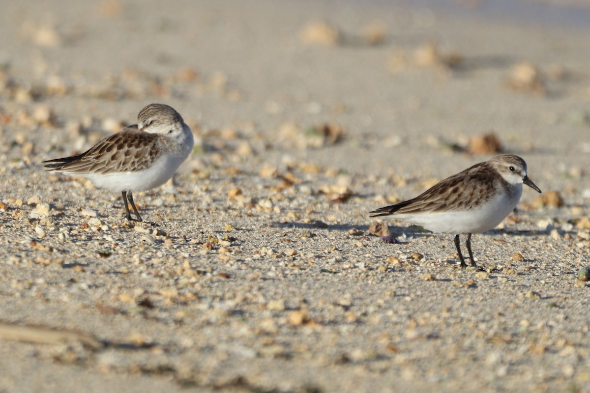 Red-necked Stint - ML644913392
