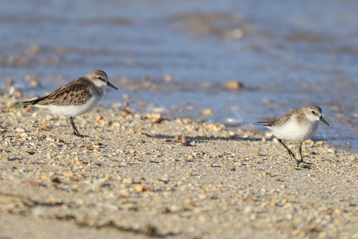Red-necked Stint - ML644913396