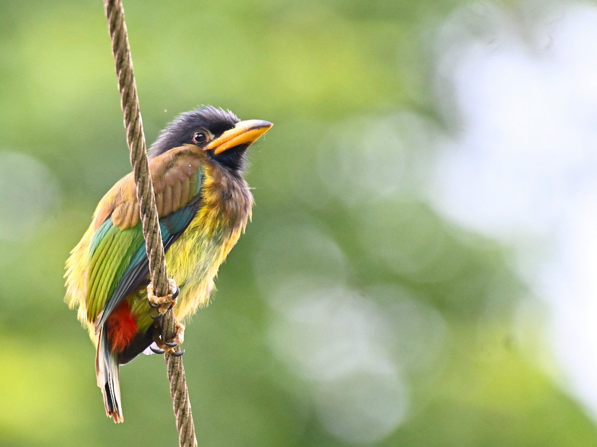 Barbu géant - ML644913401