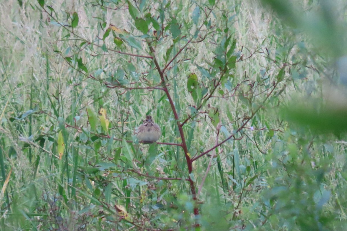 Rustic Bunting - ML644913402