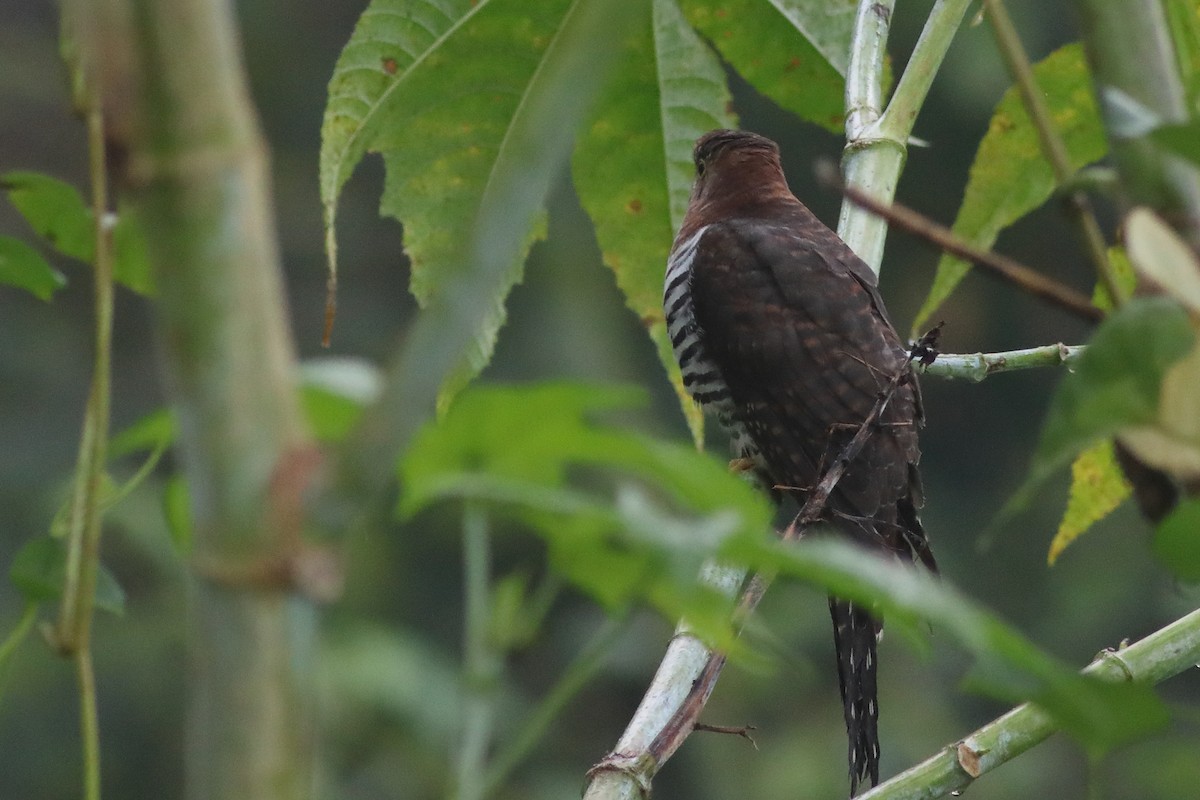 Lesser Cuckoo - ML644913425