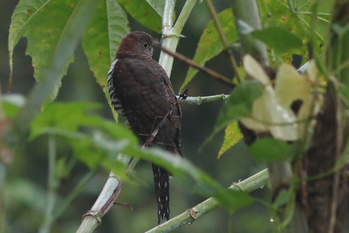 Lesser Cuckoo - ML644913426