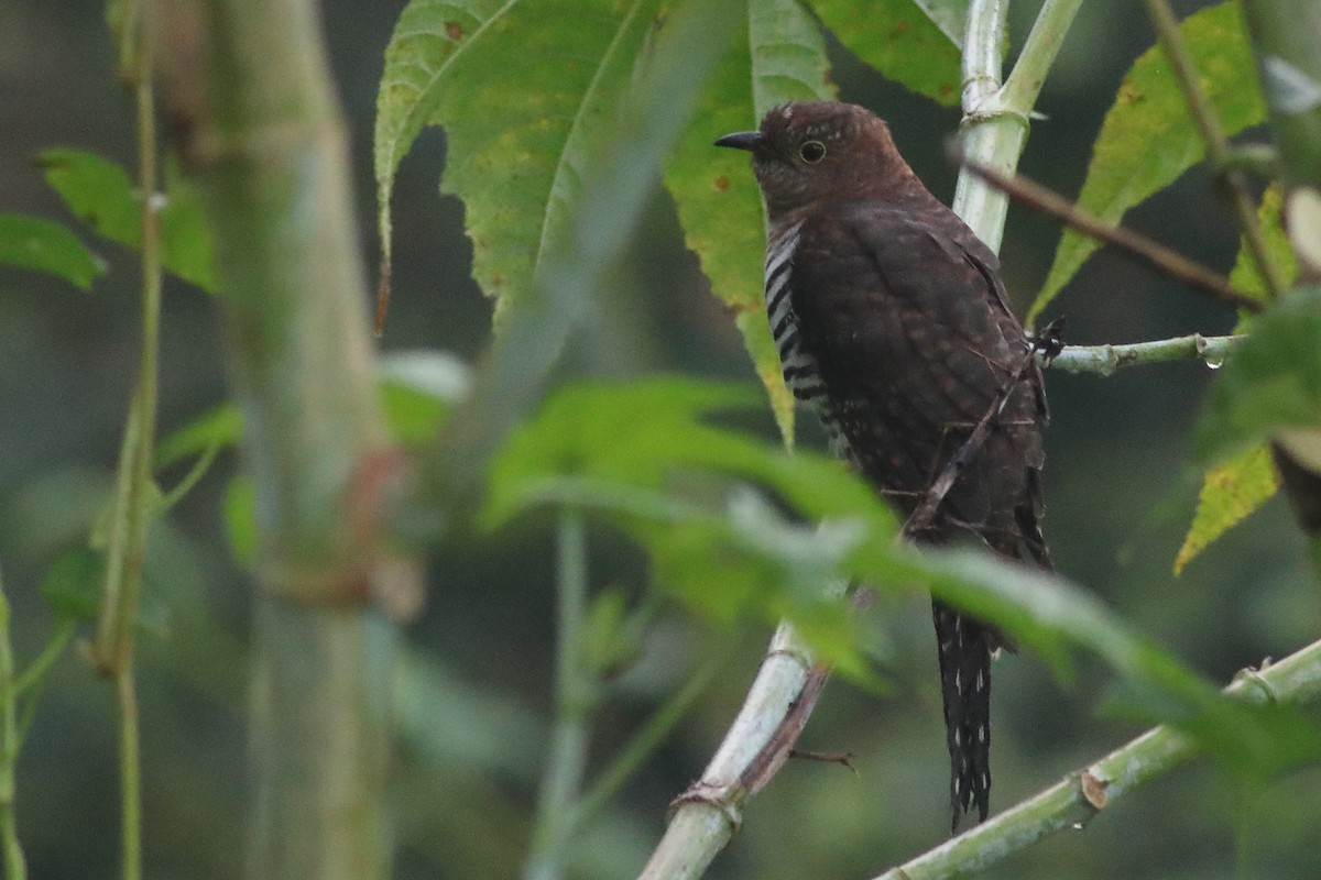 Lesser Cuckoo - ML644913427